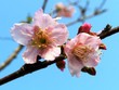 Sau một năm trồng tại thành phố Cảng, những cây hoa anh đào được đưa từ Nhật Bản về đang ra hoa. Ảnh:Giang Chinh