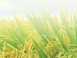 Giống Cây trồng Miền Nam (SSC) chốt 99Kl.app mobile mới nhất 20% bằng tiền
