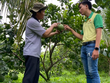 Phân bón Cà Mau được vinh danh thương hiệu quốc gia