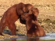 Nóng mắt trước hành động của "sửu nhi" bắt nạt kẻ yếu, gấu nâu Alaska ra tay hành động trượng nghĩa