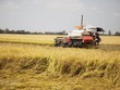ADB cam kết hỗ trợ sáng kiến ​​an ninh lương thực đạt 40 tỷ USD đến năm 2030