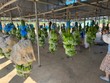 Năm 2023, Hoàng Anh Gia Lai (HAG) đặt kế hoạch đi ngang và muốn thoái vốn tại nhóm HAGL Agrico (HNG)