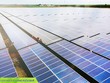 Mảng Năng lượng tái tạo đóng góp đến 320,4 tỷ đồng, tương ứng 32,5% tỷ trọng doanh thu quý 1/2024 của Bamboo Capital