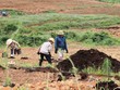 Dự án nuôi bò sữa của Công ty Bình Hà (ảnh tuoitre)
