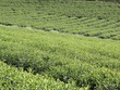 Ảnh Internet