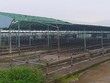 Ảnh Vnexpress.