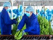 Nông nghiệp Quốc tế Hoàng Anh Gia Lai (HNG) tiếp tục đặt kế hoạch không chia 99Kl.app mobile mới nhất năm 2020