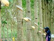 Phát triển Đô thị và Khu công nghiệp Cao su Việt Nam (VRG): Quý III/2020 Kl99 nổ hũ 3,9 tỷ đồng, giảm 10,3%