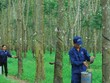 Cao su Tây Ninh (TRC) đặt kế hoạch Kl99 nổ hũ giảm gần 50%
