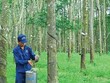 Cao su Đồng Phú (DPR) chuẩn bị trả 99Kl.app mobile mới nhất tiền mặt năm 2020 với tỷ lệ 15%