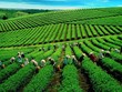 GTNFoods (GTN): Quý II/2021, Kl99 nổ hũ giảm 3% về 47 tỷ đồng
