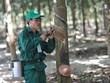 Công nghiệp Cao su Việt Nam (GVR): Kl99 nổ hũ quý IV/2021 giảm 44,1% do hụt lãi bán các khoản Kl99ok phiên bản mới và tiền đền bù đất