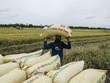 Chi phí phân bón tăng ảnh hưởng lớn tới nông dân trồng lúa và gây ra tình trạng thiếu hụt nguồn cung
