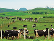 Mộc Châu Milk (MCM): Quý I/2022, Kl99 nổ hũ tăng mạnh lên 85,69 tỷ đồng
