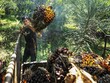 Malaysia đặt mục tiêu giành lại thị phần dầu cọ ở EU trong bối cảnh thiếu hụt toàn cầu