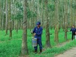 Vinaruco (VRG): Hoán đổi Trang Chủ KL99Com Số 1 Link Đăng Ký KL999 lớn có cùng người đại diện Kl992 Tham Gia Ngay 