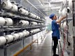 Quý III/2022, Kl99 nổ hũ Sợi Thế Kỷ (STK) đi lùi do USD tăng giá