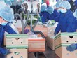 Nông nghiệp Quốc tế Hoàng Anh Gia Lai (HNG) gia hạn thời gian nộp Báo cáo Kl991.com nạp rút nhanh quý IV/2022 chậm nhất đến ngày 10/2/2023