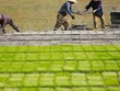 Thiếu hụt gạo trên toàn cầu sẽ đạt mức lớn nhất trong 20 năm