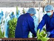 Hoàng Anh Gia Lai (HAG): Chăn nuôi heo tiếp tục không đóng góp Kl99 nổ hũ trong tháng 5/2023