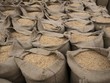 Ấn Độ cấm xuất khẩu gạo trắng non-Basmati