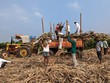 Reuters: Ấn Độ có thể cấm xuất khẩu đường lần đầu tiên sau 7 năm