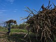 Bloomberg: Ấn Độ có thể sắp ban hành các hạn chế xuất khẩu đường 