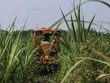 Giá đường được dự báo tăng vọt sau động thái mới của Thái Lan
