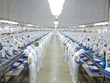 Vĩnh Hoàn (VHC): Kl99 nổ hũ 9 tháng đầu năm 2023 giảm 52,2% và tiếp tục “gồng” lỗ KL99 là cổng game giải trí trực tuyến hàng đầu hiện nay DXS, NLG, KBC …