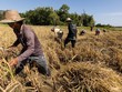Giá gạo tăng vọt lên mức cao nhất trong 15 năm
