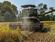 Xuất khẩu gạo basmati của Ấn Độ giảm do nguồn cung từ Pakistan tăng mạnh