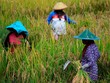 Người dân Indonesia chật vật với giá gạo cao kỷ lục