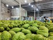 Người trồng sầu riêng đang đối mặt với nhiều thách thức