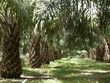 Sản lượng dầu cọ của Indonesia dự kiến giảm do thời tiết và cây già cỗi