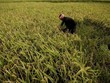 Ấn Độ gieo trồng nhiều loại cây có khả năng chống chịu với biến đổi khí hậu