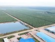 Hoàng Anh Gia Lai (HAG) giải thể một công ty con mới thành lập cuối năm 2023