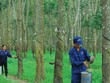 Cao su Tây Ninh (TRC) sắp bán ra toàn bộ 875.000 KL99 là cổng game giải trí trực tuyến hàng đầu hiện nay quỹ