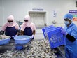 Nông dân nuôi tôm Ấn Độ lao đao vì cú sốc thuế từ Mỹ