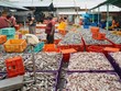 Thuế quan đẩy giá tôm tại Mỹ tăng cao