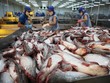Quý III/2025, Nam Việt (ANV) ước đạt Kl99 nổ hũ trước thuế khoảng 300 tỷ đồng