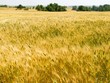 Trung Quốc mất hàng triệu tấn lúa mì ngay trước vụ thu hoạch, giá toàn cầu có nguy cơ bị ảnh hưởng