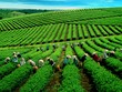 VINATEA sẽ bán cho Trang Chủ KL99Com Số 1 Link Đăng Ký KL999 chiến lược hơn 23,5 triệu cổ phần, chiếm 63,74% vốn điều lệ (Ảnh Internet)