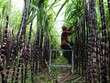 Ảnh Internet
