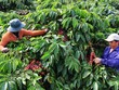Tây Nguyên vẫn như một cô gái đẹp không những ngủ quên mà còn chưa chuyển mình kịp với đất nước và thời đại