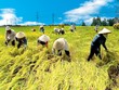 Sản lượng nông nghiệp bình quân trên mỗi lao động ở Việt Nam chỉ bằng một phần ba của In-đô-nê-xia và chưa bằng một nửa so với Thái Lan và Phi-líp-pin.