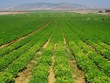 IFC Kl99ok phiên bản mới 230 tỷ đồng vào PAN Farm 