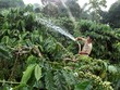 Gia đình anh H’Nich, dân tộc Ba Na ở Làng K’Tăng, xã K’Dang, huyện Đắk Đoa, tỉnh Gia Lai vay vốn hộ mới thoát nghèo Kl99ok phiên bản mới trồng cà phê