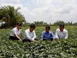 Người dân xã Thành Trung, huyện Bình Tân (Vĩnh Long) cùng cán bộ Agribank và cán bộ địa phương đánh giá hiệu quả của việc Kl99ok phiên bản mới trồng khoai lang để xuất khẩu.