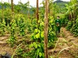 Xây dựng một nền nông nghiệp xanh, an toàn bền vững