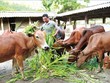 Hộ mới thoát nghèo có thêm niềm tin để vươn lên thoát nghèo bền vững